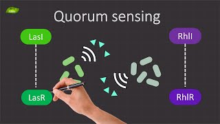 Decoding Quorum Sensing in Pseudomonas aeruginosa  Basic Science Series [upl. by Aloke]