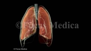 Hemothorax  Lungs [upl. by Sarette]