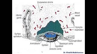 Formation of Germ Layers and Embryonic Disc [upl. by Kristie]