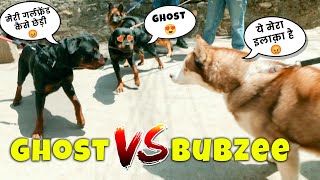 Ghost aur Bubzee ka hua Panga 🔥💪🏻😡  namitaology THEHIMALAYANHUSKY [upl. by Gainer]