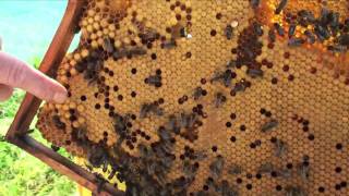 Apiculture — visite de printemps [upl. by Colwin]