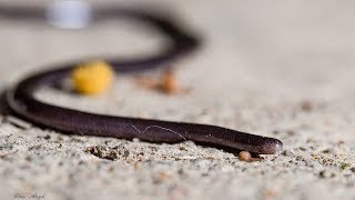 盲蛇 Brahminy Blind Snake [upl. by Annehcu]