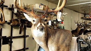 HOW TO FINISH A WALL PEDISTAL CHEAP AND FAST Keep it simple SUPER EASY WHITETAIL TAXIDERMY [upl. by Jaworski]