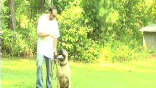 Presa Canario Training in the Yard II [upl. by Mulloy]