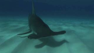 Sharks of Bimini Bahamas  Great Hammerhead [upl. by Ahsenom]