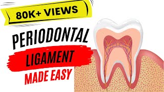 Periodontal ligament [upl. by Edelson]