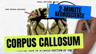 2Minute Neuroscience Corpus Callosum [upl. by Adamik382]