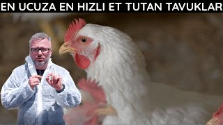 EN ÇOK ET TUTAN TAVUKLAR  DOĞAL ETLİK TAVUK YETİŞTİRİCİLİĞİ [upl. by Farro103]