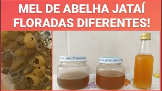 Mel da abelha Jataí em 3 cores diferentes ABELHASNATIVAS ASF [upl. by Epilif241]