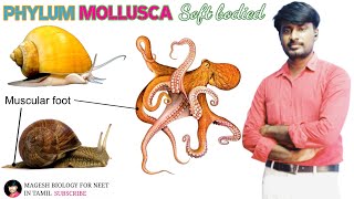 Chapter2 Kingdom Animalia  Phylum Mollusca  Class 11  Neet biology [upl. by Eeleak]