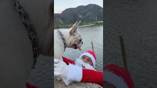 Santa Claus Falls into the Lake and is Rescued by a Dog pet dog lovedog [upl. by Aleda237]