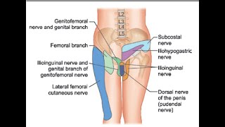 Pain Medicine Ilioinguinal Nerve Iliohypogastric Nerve Inguinal Canal TAP [upl. by Tansey]