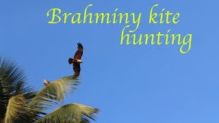 Brahminy kite Hunting  the redbacked seaeagle  Full HD [upl. by Atteynad]