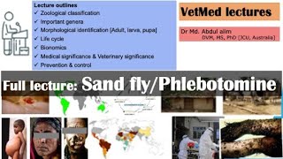 Sand fly Genera identification life cycle public health significance control amp prevention AZ [upl. by Earb]