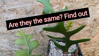 Comparing Selenicereus anthonyanus amp Disocactus anguliger [upl. by Forward]