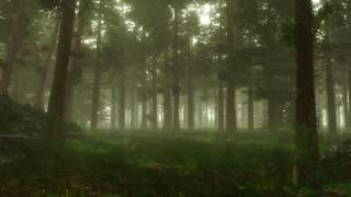 Forest Sounds  Woodland Ambience Bird Song [upl. by Obeng270]