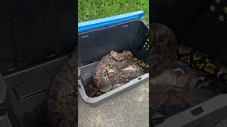 Pitones Reticuladas en Puerto Rico 🇵🇷🐍😍Estan saliendo muchas en el área central de Puerto Rico [upl. by Harmaning126]