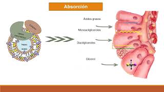 Absorción digestión y transporte de lípidos [upl. by Hakan]