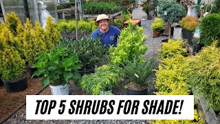 Top 5 Shrubs for Shade SampK Greenhouse [upl. by Liew99]