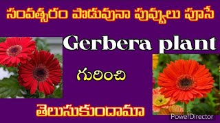 how to grow gerbera plant at home 🏡 ll tips to grow gerbera plant [upl. by Bev]