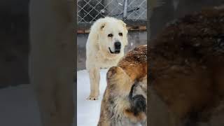 Central Asian Shepherd Dog in the Snow😍🤞Georgian Shepherd Dog A Loyal Companionpitbull dogbreed [upl. by Adnohsar577]