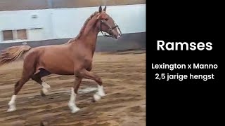 Ramses 25 jarige tuigpaard hengst van Lexington x Manno [upl. by Bing]