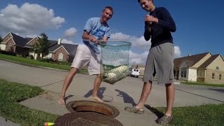 Giant Softshell Turtle Caught in the Sewer [upl. by Francesca]