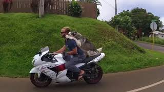 The Bike Dog in Hawaii [upl. by Jarad]