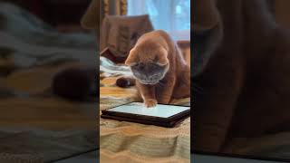 Cats vs Technology The Tablet Bird Caper [upl. by Yelsnia]