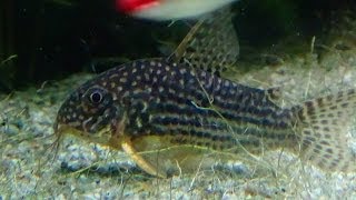 Corydoras sterbai  Knaack 1962  HD  Corydoras de Sterba  Aquarium Porte Dorée  052014 [upl. by Larry]