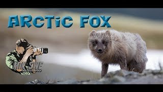 Wildlife photography  Photographing Arctic Fox in Dovrefjell Norway [upl. by Recneps]