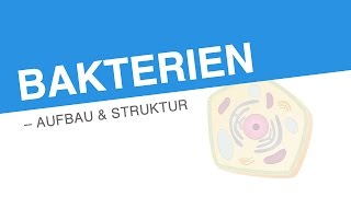 BAKTERIEN – AUFBAU STRUKTUR  Biologie  Biologie der Zellen [upl. by Eirised244]