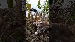 Blackshouldered kite Baby Bird tries to bite a mouse to eatEp38 20241025 0935426964 [upl. by Aicen934]