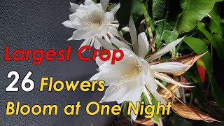 Epiphyllum Oxypetalum LARGEST Crop of Flowers 1027 Bloom at ONE Night  Queen of the Night 昙花又疯狂开花了 [upl. by Pete]