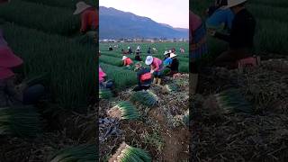 Spring Onions Harvest satisfying shot [upl. by Olinad]