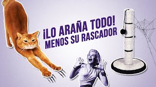 ¿Cómo hacer que tu GATO use su RASCADOR y deje de arañar tus muebles 😼💅 [upl. by Seyer722]