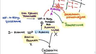 Anti microbials Cell Wall Synthesis Inhibitors sample [upl. by Stormi934]