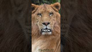 Tigon 🐯 Worlds RAREST Big Cat 😱 tigon liger animalfacts [upl. by Donovan616]