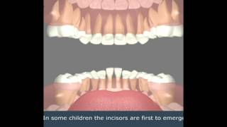 The process of growing baby teeth to adult teeth Encino Dentist Office [upl. by Wymore]