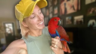 How to Train and Bond With Eclectus Parrots  Basic Parrot Training Where to Start [upl. by Ahsikan]