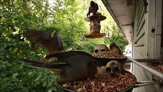 Backyard Birds Snacking Timelapsed for CATS 8252024 [upl. by Trici]