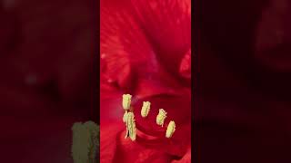 Spellbinding Amaryllis Timelapse 🌺  Louie Schwartzberg 🌎 🙏 [upl. by Noni]