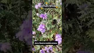 Phacelia agricultura regenerativa apicultura [upl. by Dnarb]