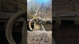 Is this ibex😳😱 ibex karakoramibex hamaliyianibex gilgitbaltistantourism [upl. by Ahrendt]