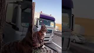 Scaring Cats funny foryou cat pets funnyshorts [upl. by Lustick227]