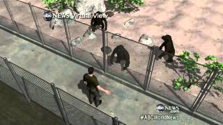 American Attacked by Chimp in Stable Condition [upl. by Ecinue]