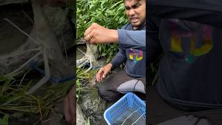 Ulang o freshwater shrimp yummy fishing fish [upl. by Bunting]