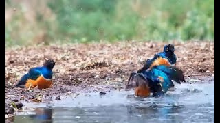 Superb Starlings puff up for bath [upl. by Rehpretsirhc]