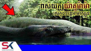 ពស់យក្ស​យ៉ាគូម៉ាម៉ា ធ្លាប់គេប្រទះឃើញក្នុងទន្លេអាម៉ាស្សូន  Yacumama [upl. by Stoneham]