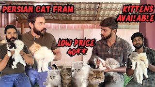 Persian cat fram in keralakittens and adults sale delivery availablemillion of catspets life yt [upl. by Noiek]